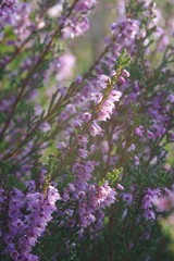 Obraz premium Calluna in sunshine in the morning