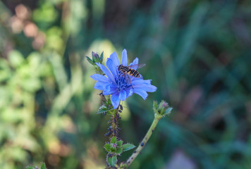 fiore viola ape