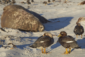 Falkland Steamer Ducks (Tachyeres brachypterus) on a sandy beach on Sea Lion Island in the Falkland Islands. Southern Elephant Seal in the background. 