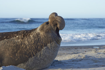 Male Southern Elephant Seal (Mirounga leonina) calling on the coast of Sea Lion Island in the...
