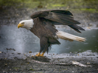 Bald eagle with prey