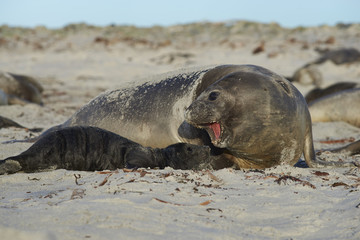 Female Southern Elephant Seal (Mirounga leonina) with a recently born pup lying on a beach on Sea...