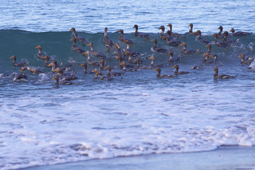 Large group of Falkland Steamer Ducks (Tachyeres brachypterus) riding a wave on Sea Lion Island in the Falkland Islands. 