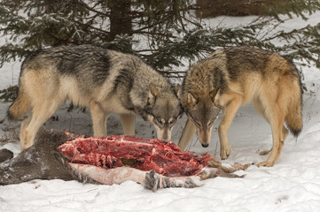 Grey Wolves (Canis lupus) Sniff At White-Tail Deer Carcass