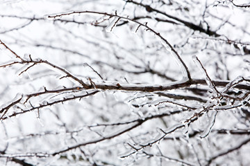 Fototapeta na wymiar Glazed tree branch after winter ice storm, snow and frozen rain, icicles