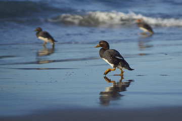 Falkland Steamer Ducks (Tachyeres brachypterus) on a sandy beach on Sea Lion Island in the Falkland Islands. 