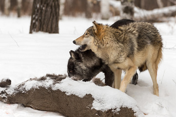 Grey Wolf (Canis lupus) Raises Head From White-Tail Deer Carcass
