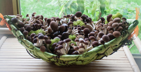 funghi cesto