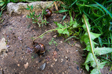 Snails in the ground and grass