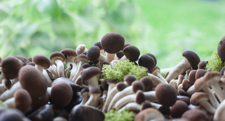 funghi e muschio © Cristal