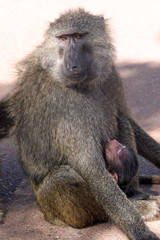 Mother Baboon and Nursing Baby 