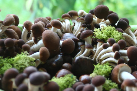 funghi chiodini