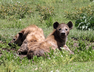 Spotted Hyenas Taking A Mud Bath 