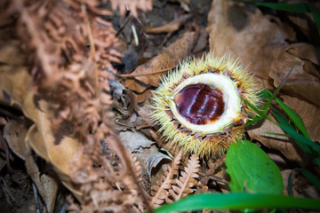 hedgehogs of chestnut on the ground in the mountains