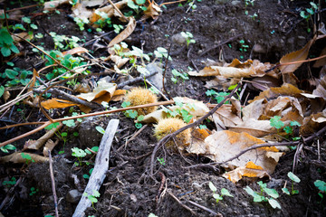 hedgehogs of chestnut on the ground in the mountains