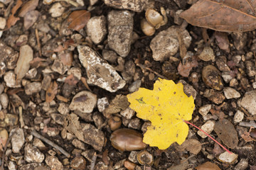 Colorful leaves on an autumn
