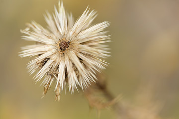 Macro photography of nature in autumn.