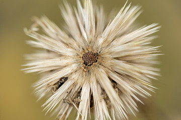 Macro photography of nature in autumn.