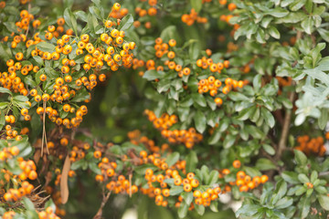 Yellow berries of shrubby pyracanthus
