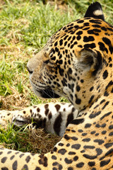jaguar (Panthera onca) en zoológico