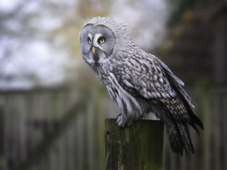 Owl on wood