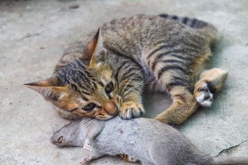 cat catches rat