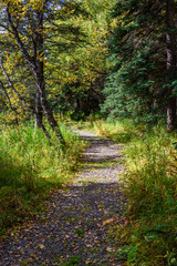 Gravel trail in Alaskan woods with fall color
