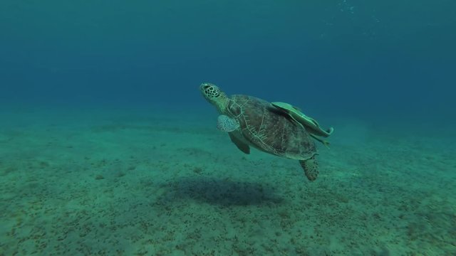 Young female Green Sea Turtle (Chelonia mydas) with Remora fish (Echeneis naucrates) swims and maneuvers over the sandy bottom, Red sea, Marsa Alam, Abu Dabab, Egypt
