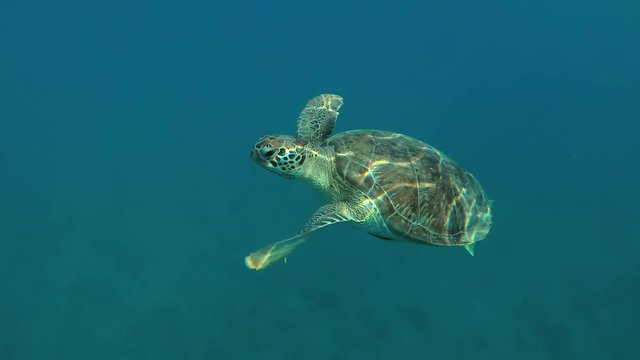 Young female Green Sea Turtle (Chelonia mydas) with Remora fish (Echeneis naucrates) pops up from the depths to surface of water, breathes and swim in the blue water 
