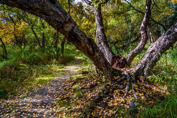 Nature’s graphic design of a tree split into four parts, fall in the Alaskan forest with a trail passing by
