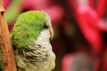 The Profile / Portrait of a Quaker Parrot with a soft red floral background 