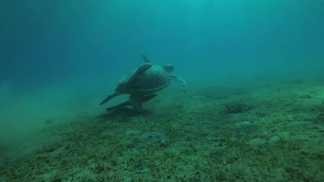 Male Green Sea Turtle (Chelonia mydas) with Remora fish (Echeneis naucrates) swims over the sandy bottom, Red sea, Marsa Alam, Abu Dabab, Egypt
