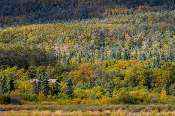Fototapeta premium Hill of fall color with yellow deciduous and green evergreen trees, sitting above a marsh, metal roof of a building in the trees 