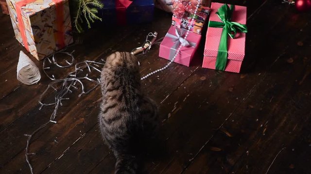Cat near the Christmas tree and gifts