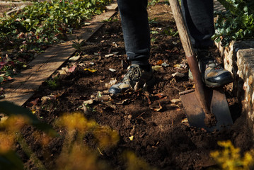 Man digging up vegetables on a garden, his legs and a spade in focus