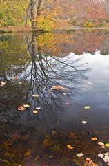 Obraz na płótnie Canvas Tree reflection late Fall