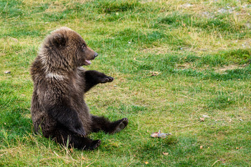 Cute baby brown bear cub sitting up on a grassy area   © knelson20