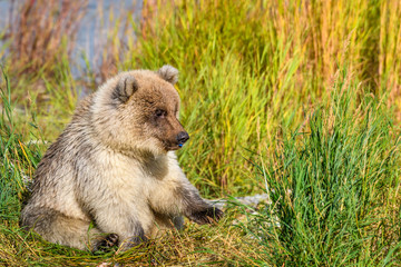 Cute blond baby brown bear cub sitting in some tall grass chewing on blue plastic trash
