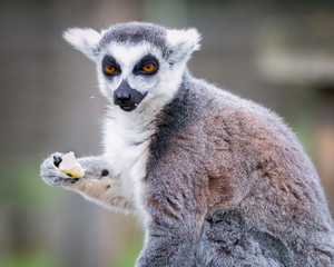 Portrait of lemur in a safari park sitting and eating an apple