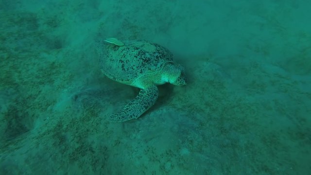 Leucism - Big male Green Sea Turtle (Chelonia mydas) with Remora fish (Echeneis naucrates) eats the sea grass on a sandy bottom, Red sea, Marsa Alam, Abu Dabab, Egypt
