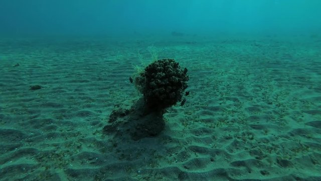 a small solitary coral on a sandy bottom around which school of young Domino Damsel (Dascyllus trimaculatus), Red sea, Marsa Alam, Abu Dabab, Egypt

