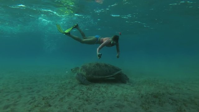 Woman sooting on action camera Green Sea Turtle (Chelonia mydas) eats the sea grass on a sandy bottom, Red sea, Marsa Alam, Abu Dabab, Egypt

