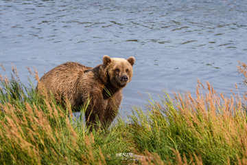 Alaska brown bear standing on the grassy edge of a lake
