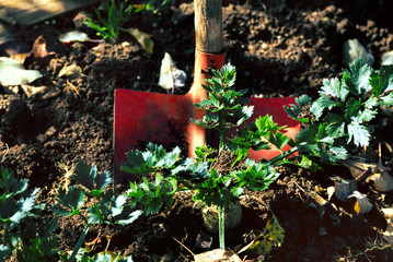 Red shovel in the heap of ground in a garden