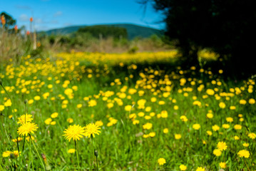 flores amarillas de campo