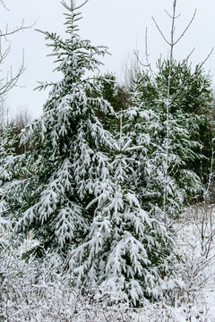 Pine trees covered in a blanket of snow in Wisconsin
