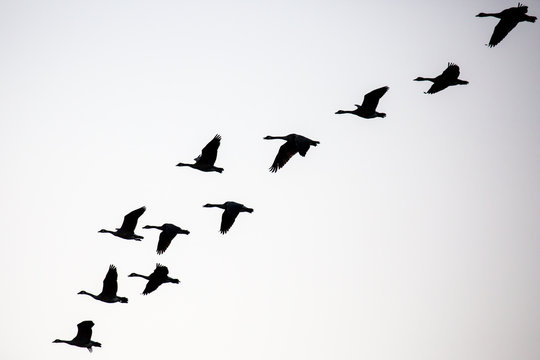 Silhouette of a flock of canada geese (branta canadensis) flying