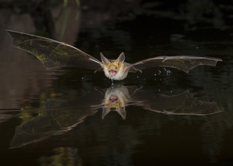 Pallid Bat