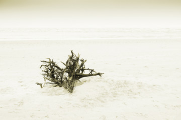 High key image of dyeing tree root, Tajpur, West Bengal, India