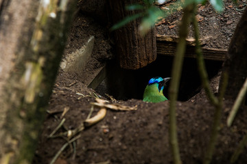 Fototapeta premium Bird in Hole
